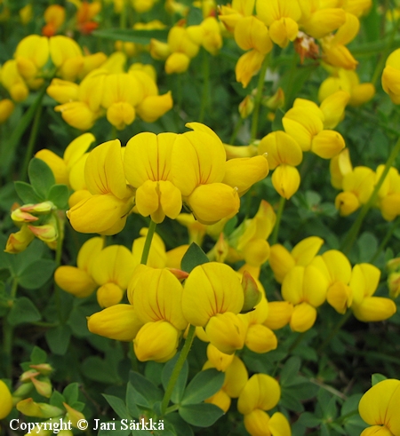 Lotus corniculatus var. corniculatus, niittykeltamaite